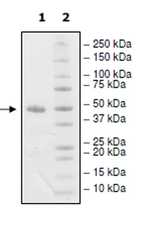 SDS-PAGE - Recombinant Human Nectin 2 protein (Biotin) (His tag C-Terminus) (AB271401)