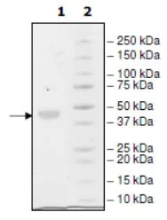 SDS-PAGE - Recombinant Human Nectin 2 protein (His tag C-Terminus) (AB271400)