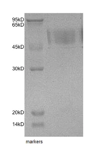 SDS-PAGE - Recombinant Human Nectin 3 protein (AB153787)