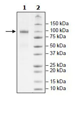SDS-PAGE - Recombinant Human Nectin 3 protein (Fc tag C-Terminus + Avi tag C-Terminus) (AB271800)