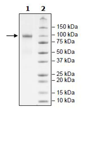 SDS-PAGE - Recombinant Human Nectin 3 protein (Tagged) (AB271800)