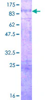 SDS-PAGE - Recombinant Human Nectin-4 protein (GST tag N-Terminus) (AB164347)