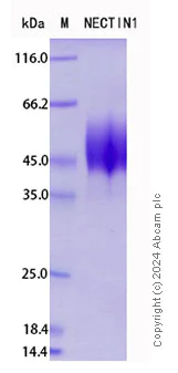 SDS-PAGE - Recombinant Human NECTIN1 Protein Standard (His tag) (AB316514)