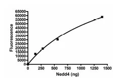 Functional Studies - Recombinant human NEDD4 protein (DDDDK tag N-Terminus) (AB95927)