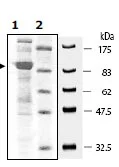 SDS-PAGE - Recombinant human NEDD4 protein (DDDDK tag N-Terminus) (AB95927)