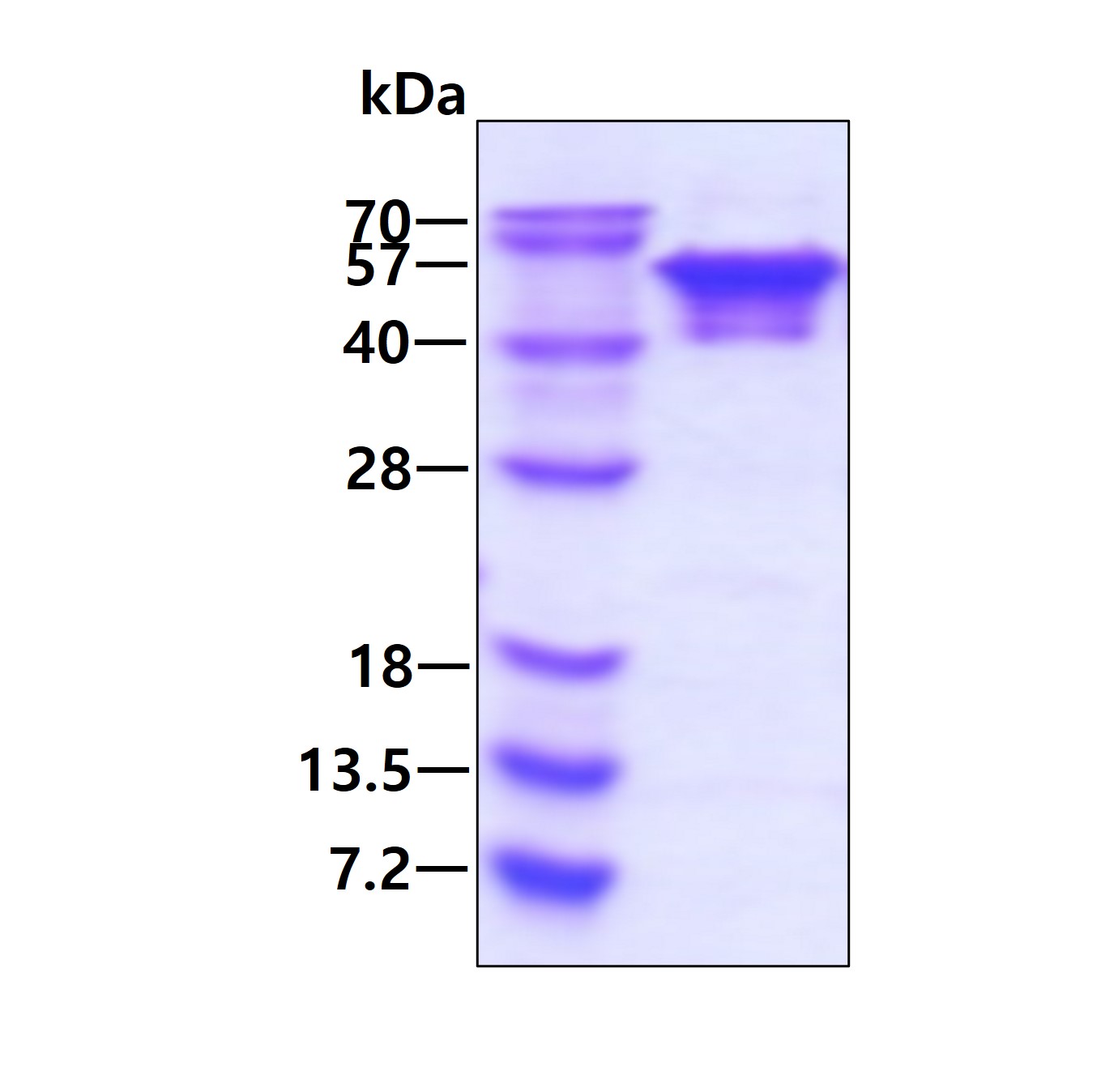 SDS-PAGE - Recombinant Human NEIL1 protein (AB123204)