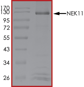 SDS-PAGE - Recombinant human NEK11 protein (AB125544), expandable thumbnail