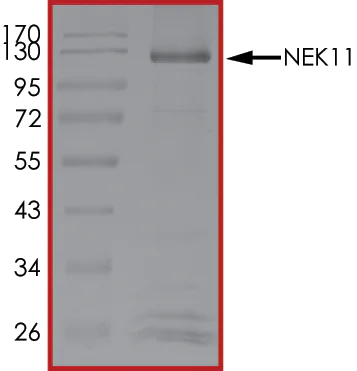 SDS-PAGE - Recombinant human NEK11 protein (AB125544)