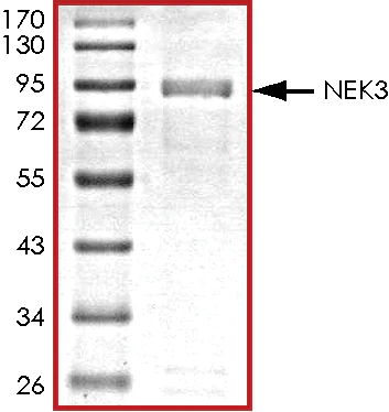 SDS-PAGE - Recombinant human NEK3 protein (GST tag N-Terminus) (AB89758)