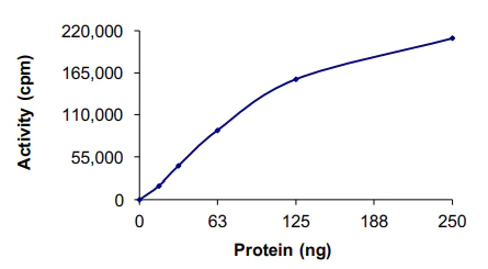 Functional Studies - Recombinant human NEK5 protein (AB133140)