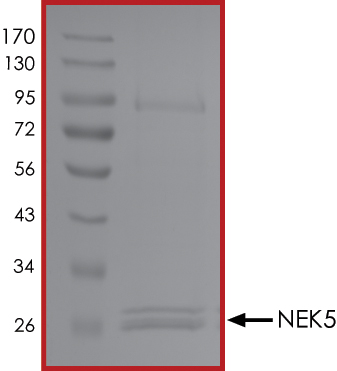 SDS-PAGE - Recombinant human NEK5 protein (AB133140), expandable thumbnail