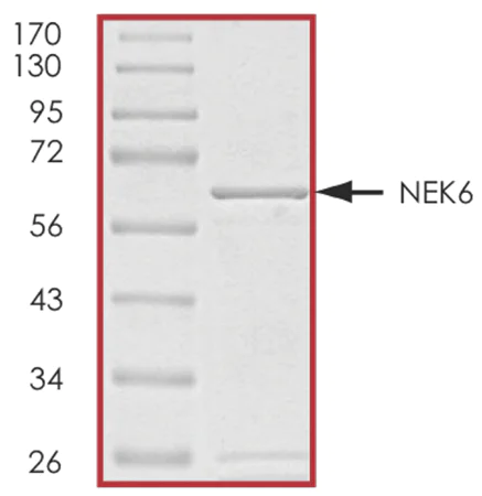 SDS-PAGE - Recombinant human NEK6 protein (AB60698)