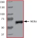 SDS-PAGE - Recombinant human NEK6 protein (AB60698)