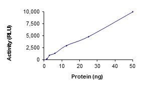 Functional Studies - Recombinant human NEK7 protein (AB60703)