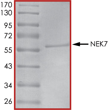 SDS-PAGE - Recombinant human NEK7 protein (AB60703), expandable thumbnail