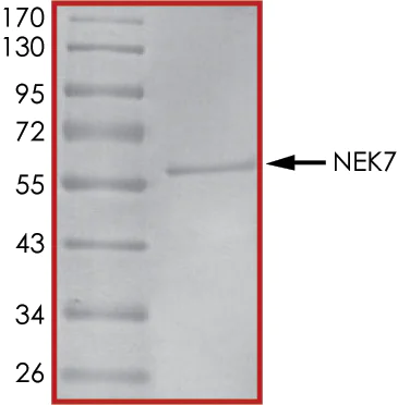 SDS-PAGE - Recombinant human NEK7 protein (AB60703)