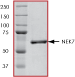 SDS-PAGE - Recombinant human NEK7 protein (AB60703), expandable thumbnail