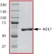 SDS-PAGE - Recombinant human NEK7 protein (AB60703)