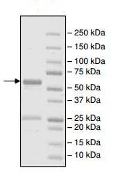 SDS-PAGE - Recombinant human NEK7 protein (GST tag N-Terminus) (AB196067)