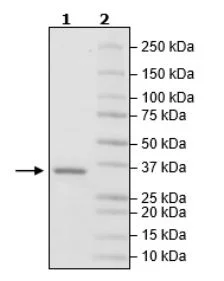 SDS-PAGE - Recombinant Human NEK7 protein (His tag N-Terminus) (AB271630)