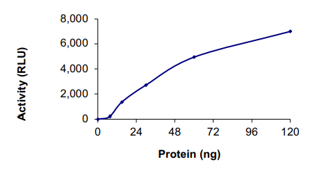 Recombinant human NEK8 protein
