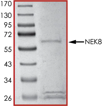 SDS-PAGE - Recombinant human NEK8 protein (AB204141)