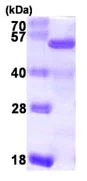 SDS-PAGE - Recombinant Human NELFe protein (AB104637)