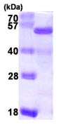 SDS-PAGE - Recombinant Human NELFe protein (His tag N-Terminus) (AB104637)