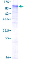 SDS-PAGE - Recombinant Human NELL1 protein (GST tag N-Terminus) (AB116955)