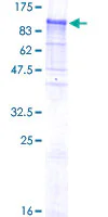 SDS-PAGE - Recombinant Human NELL1 protein (GST tag N-Terminus) (AB116955)
