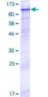 SDS-PAGE - Recombinant Human Neprilysin-2 protein (GST tag N-Terminus) (AB164012)