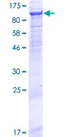 SDS-PAGE - Recombinant Human Neprilysin-2 protein (GST tag N-Terminus) (AB164012)