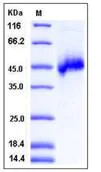 SDS-PAGE - Recombinant Human NETO1 protein (His tag) (AB276405)