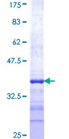 Recombinant Human NEU2 protein