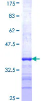 SDS-PAGE - Recombinant Human NEU2 protein (GST tag N-Terminus) (AB116967)