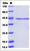 SDS-PAGE - Recombinant Human NEU2 protein (His tag) (AB276691), expandable thumbnail