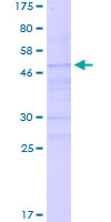 Recombinant Human Neurogenin 2/NGN2 protein