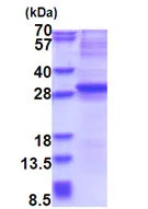 SDS-PAGE - Recombinant Human Neurogenin3/NGN-3 protein (denatured) (His tag N-Terminus) (AB177682)
