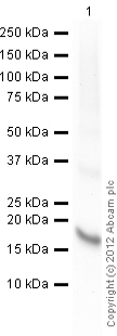 Western blot - Recombinant Human Neuroglobin protein (AB63278)