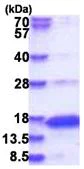 SDS-PAGE - Recombinant Human Neurogranin protein (His tag N-Terminus) (AB181939)