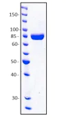 SDS-PAGE - Recombinant human Neuropilin 1 protein (AB204616)
