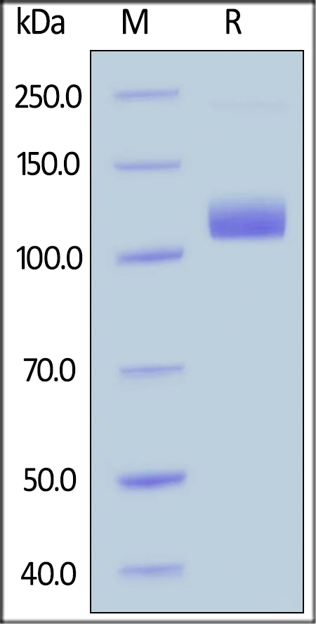 SDS-PAGE - Recombinant human Neuropilin 1 protein (Fc Chimera Active) (AB221023)