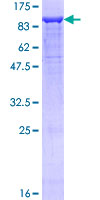 SDS-PAGE - Recombinant Human Neuropilin 1 protein (GST tag N-Terminus) (AB132179)