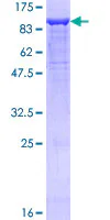 SDS-PAGE - Recombinant Human Neuropilin 1 protein (GST tag N-Terminus) (AB132179)