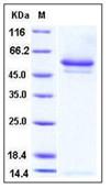 SDS-PAGE - Recombinant Human Neuroserpin protein (His tag) (AB276361), expandable thumbnail