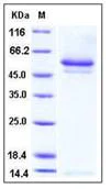 SDS-PAGE - Recombinant Human Neuroserpin protein (His tag) (AB276361)