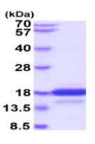 SDS-PAGE - Recombinant Human Neurotensin protein (His tag C-Terminus) (AB224777)