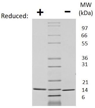 SDS-PAGE - Recombinant Human Neurotrophin 3 protein (AB269204)