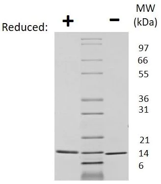 SDS-PAGE - Recombinant Human Neurotrophin 3 protein (AB269204)