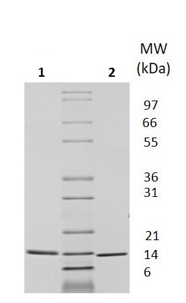 SDS-PAGE - Recombinant Human Neurotrophin 3 protein (Animal Free) (AB256093)